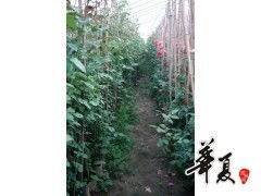 精品藤本月季大量常年供货，南阳玉兰苗木合作社助您花园常艳
