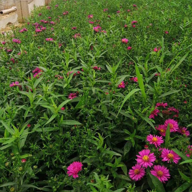 青州市茗茜花卉苗木合作社 绿意盎然的生态使者