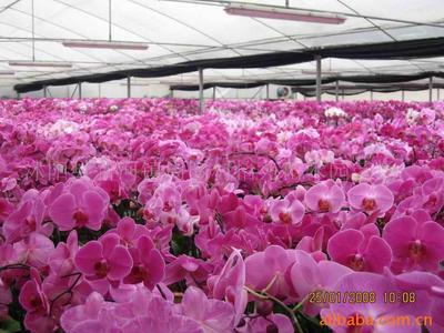 探索花卉盆景中的珍品 红豆杉、紫薇、茶花与黑松