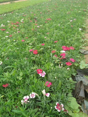 花卉苗木与宿根花卉批发基地 青州市鑫超花卉苗木，质优价廉的高清细节解析
