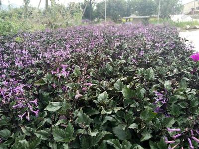 贵州惠美源万寿菊价格详解 30厘米规格价值几何？