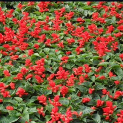 草花-合胜花卉苗木(优质商家)